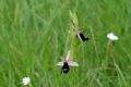 Ophrys bertolonii